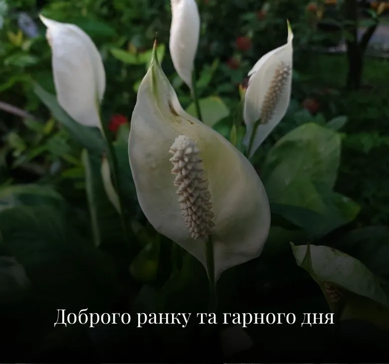 Листівки з побажаннями доброго ранку та гарного дня