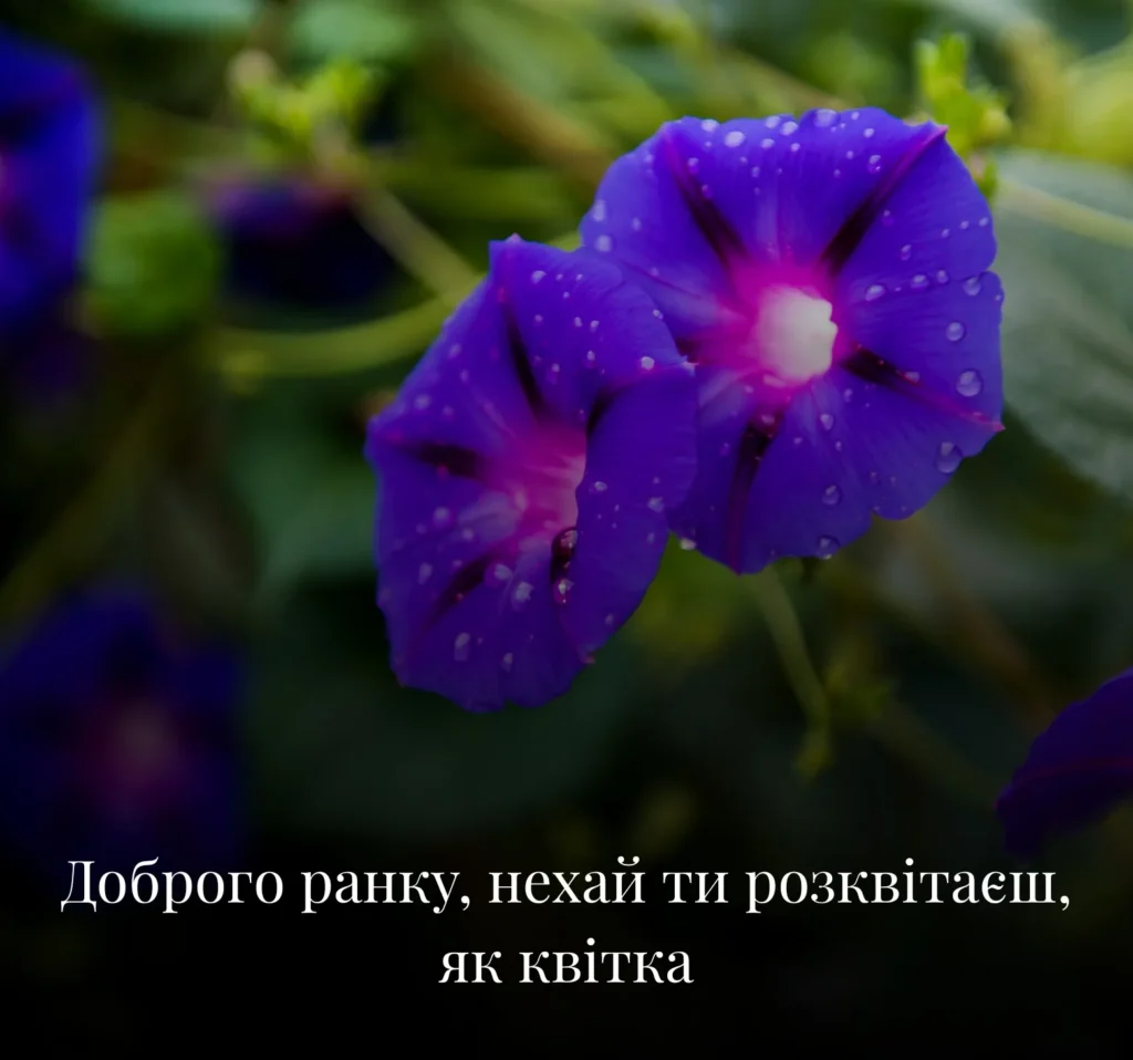 Квіткові листівки з добрим ранком на вівторок